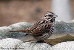 Song Sparrow