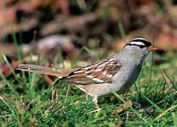 White Crowned sparrow