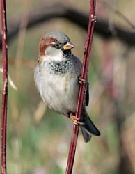 European House Sparrow