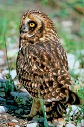 Short-Earred Owl