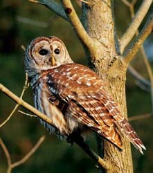 Barred Owl