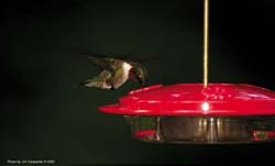 Ruby throated Hummingbird on feeder