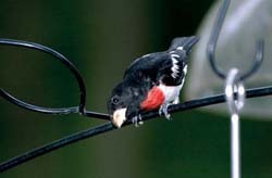 Rose-breasted Grosbeak Rose-breasted Grosbeak