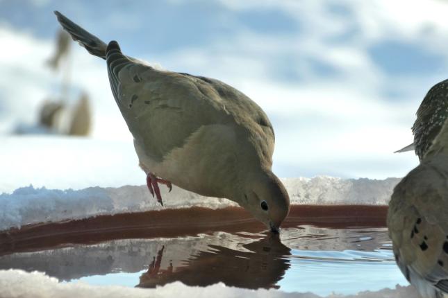 Morning Dove winter drink