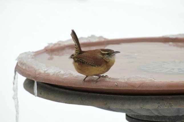 Carolina Wren winter drink