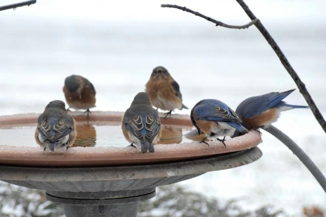 Bluebird water party