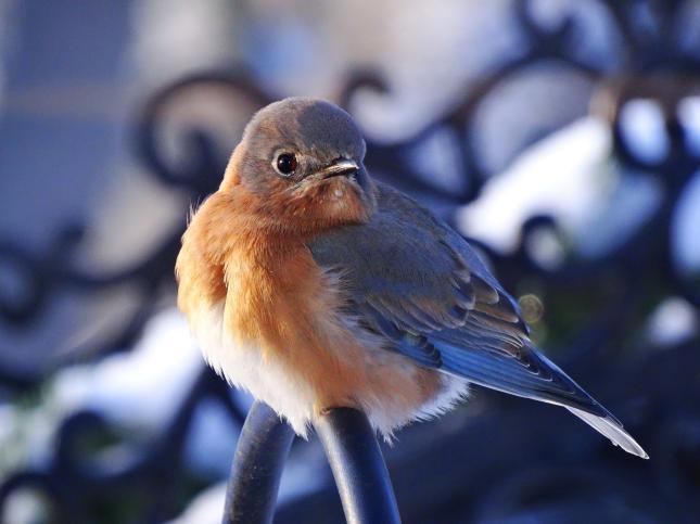 Female Eastern Bluebird
