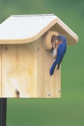 Bluebird nest box