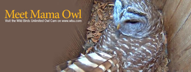 wbu barred owl cam