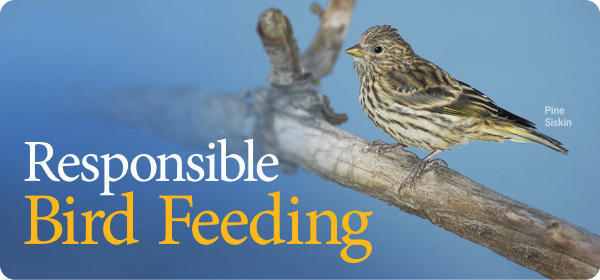Responsible Bird Feeding