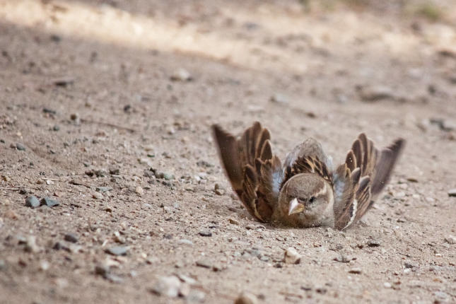 Dust Bathing