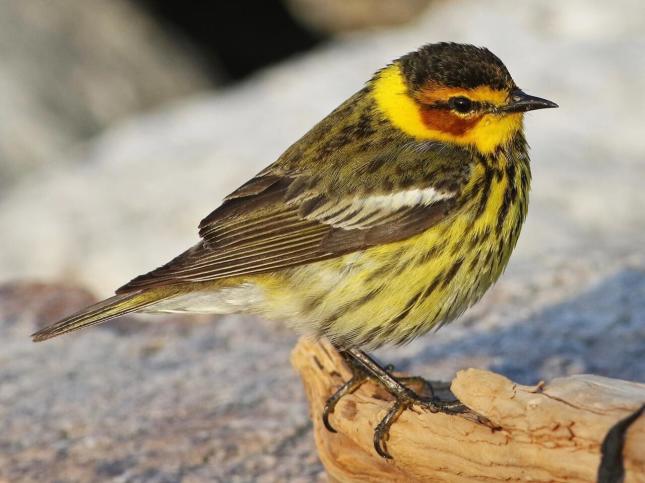 Cape May Warbler