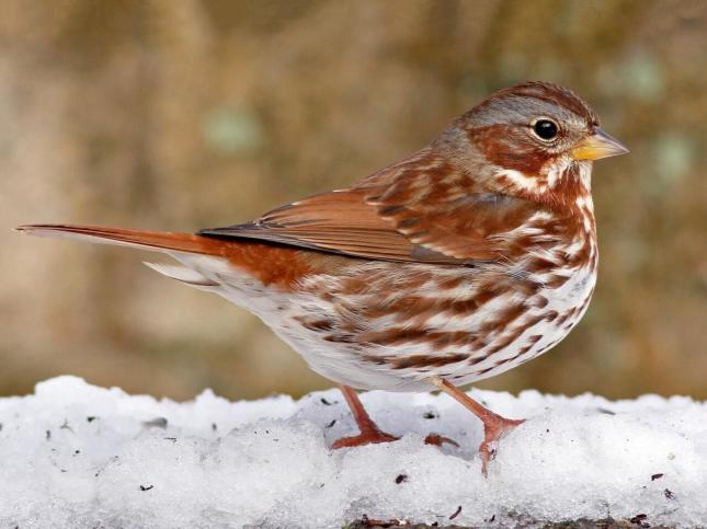 Fox Sparrow