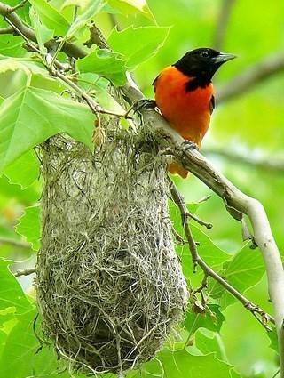 Orchard Oriole Nest All About Orioles With Q A