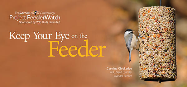 Project Feeder Watch Chickadee