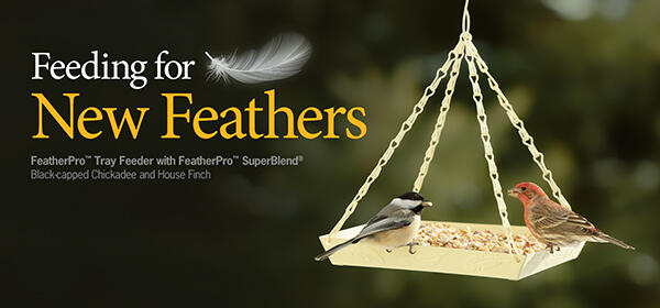feather pro