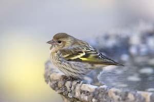 Pine Siskin Bath