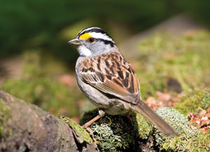 White throated sparrow