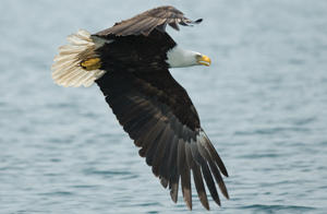 Bald Eagle Flying