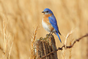 Bluebird male