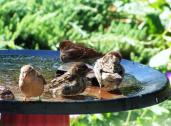 Sparrows in bath