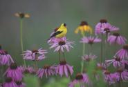 native plants goldfinch coneflower