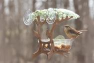 Window Feeder Tree Nuthatch